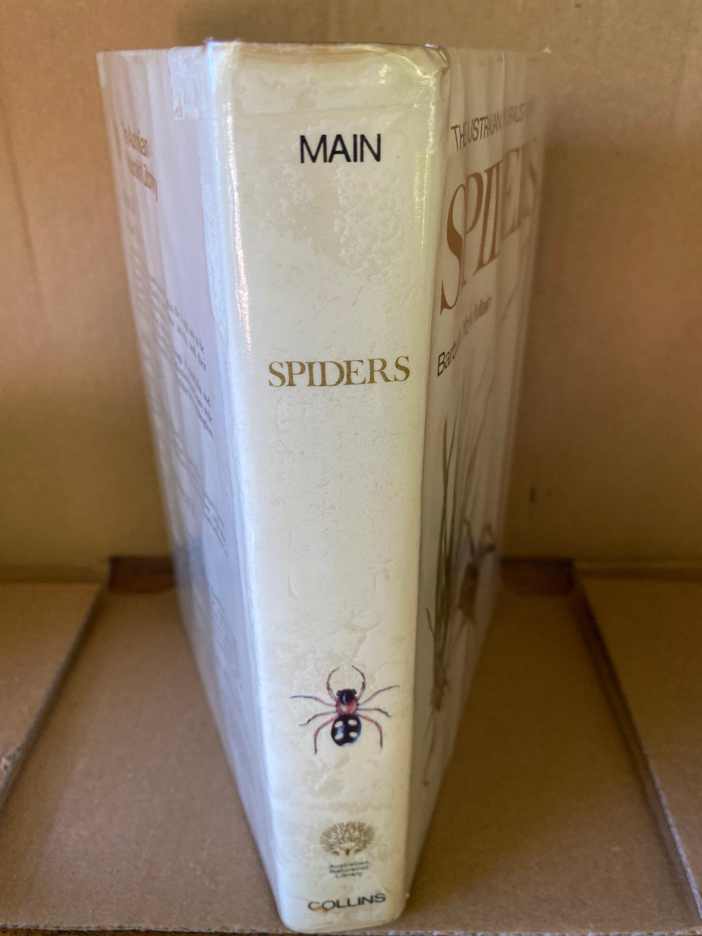 Spiders - Main, Barbara York