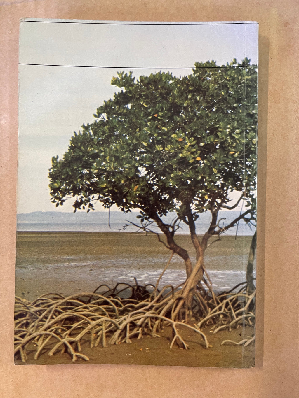 Mangroves of Australia — Lear, Richard & Turner, Tom