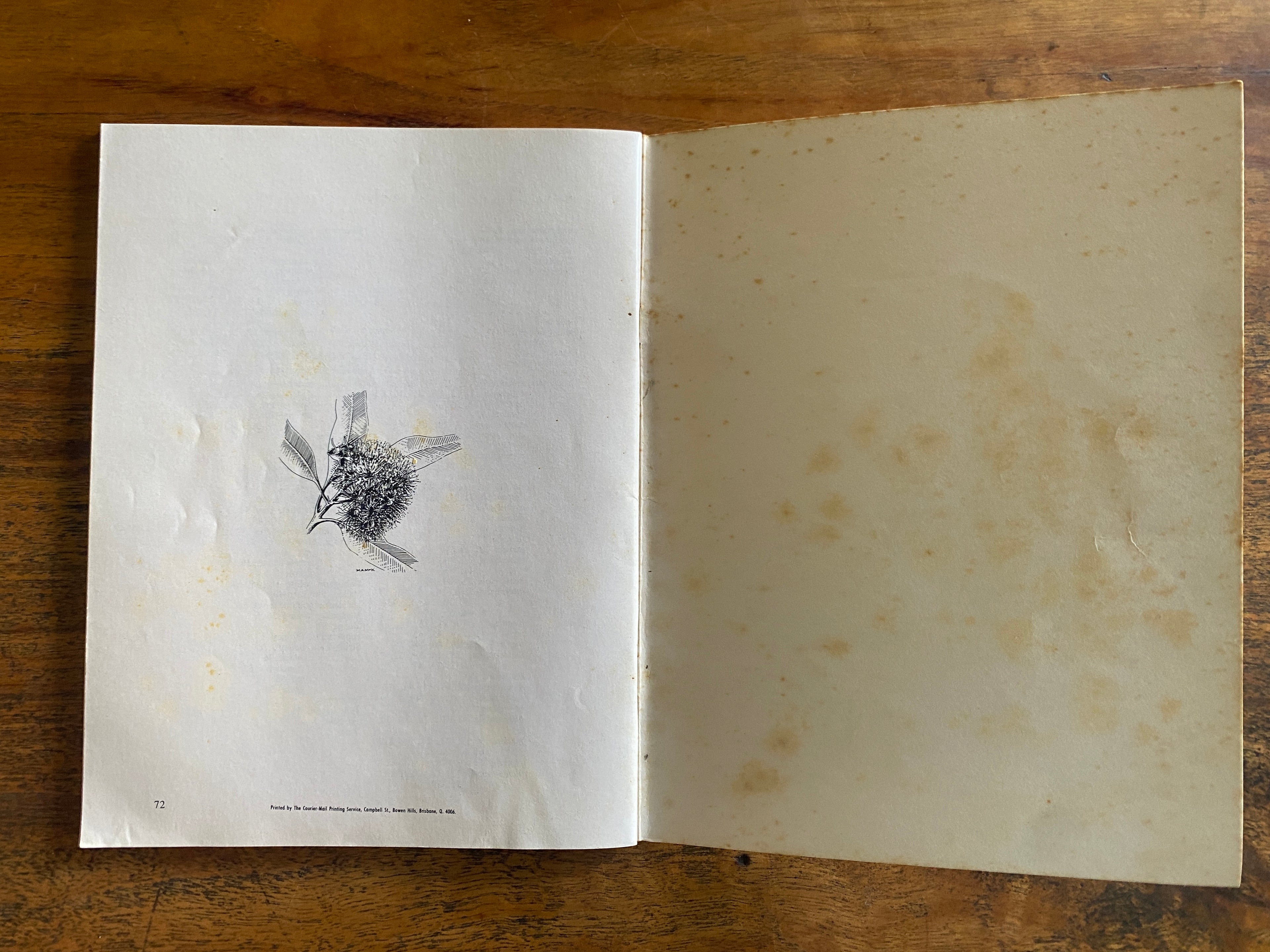 Eucalyptus of the Brisbane Region — Clifford, H. T.