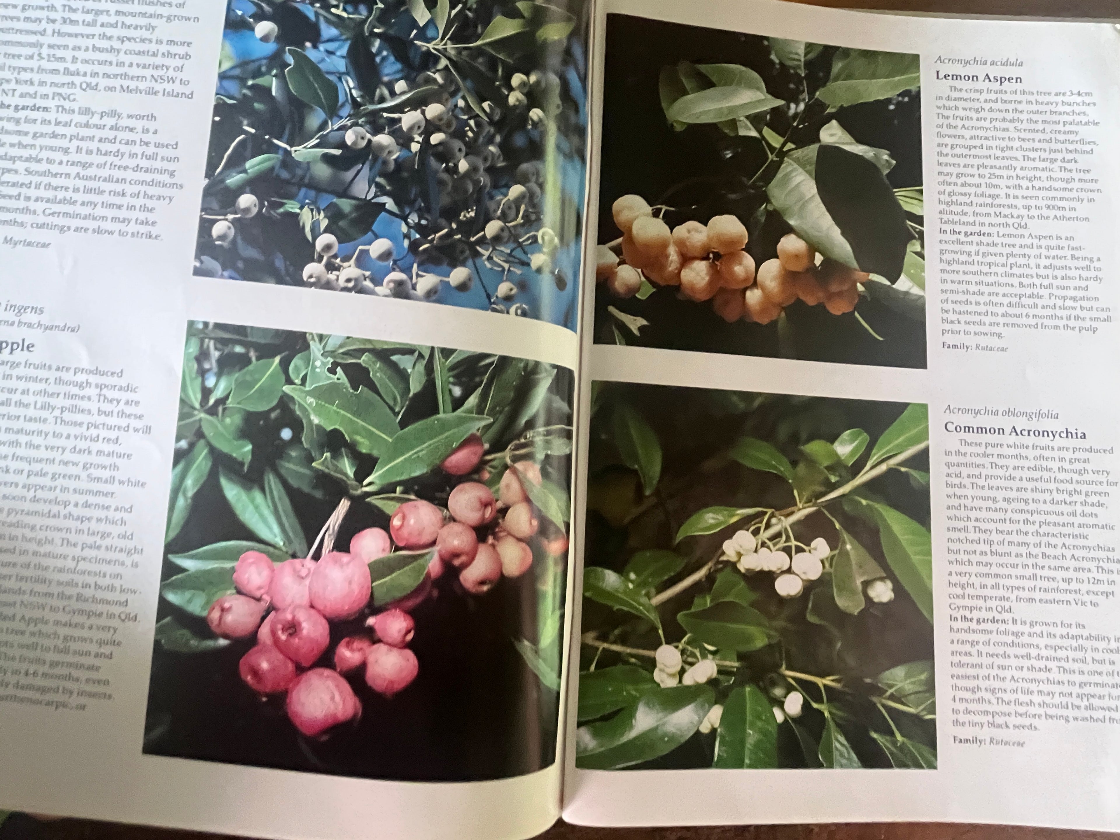Australian Rainforest Plants — Nicholson, Nan & Hugh
